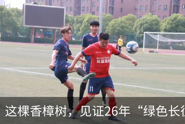 这棵香樟树，见证26年“绿色长征”
